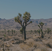 Desert